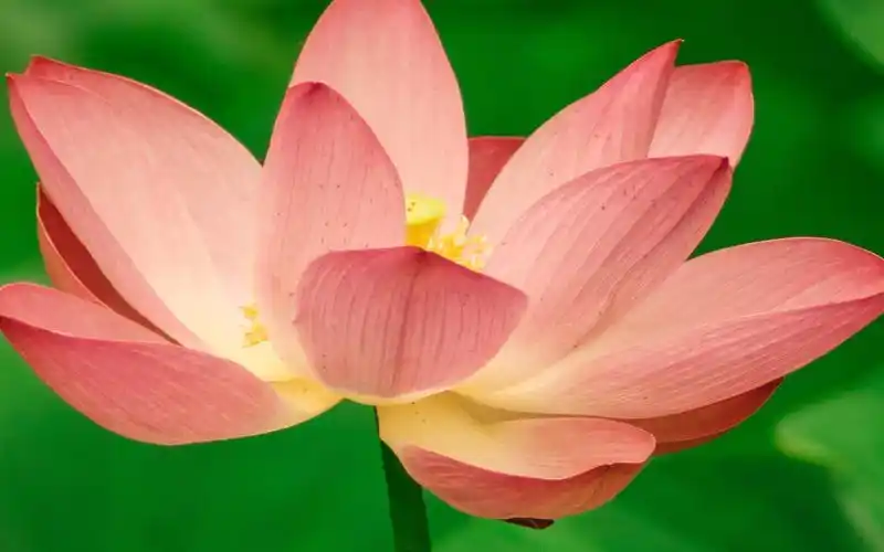 池塘中的荷花,高清图片,电脑桌面-壁纸族