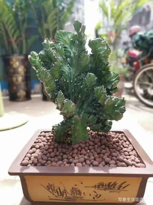 麒麟,168元一盆.