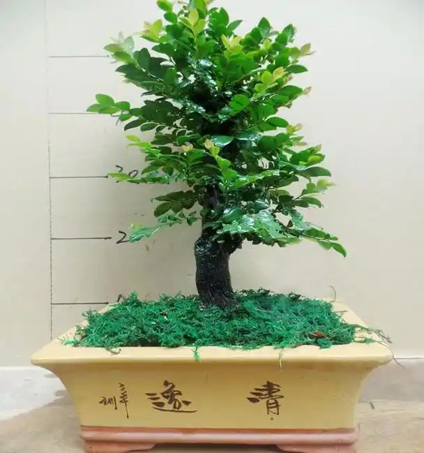 教你轻松养出小叶紫檀盆景,不容错过!