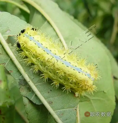 p>褐边绿刺蛾( i>latoia consocia /i> walker),别名: 青刺蛾, a