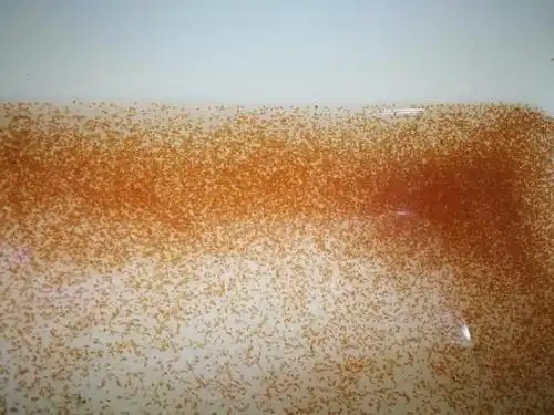 观赏鱼的绝佳鱼粮,掌握繁殖的技巧,才能让观赏鱼长的更好|观赏鱼|鱼虫