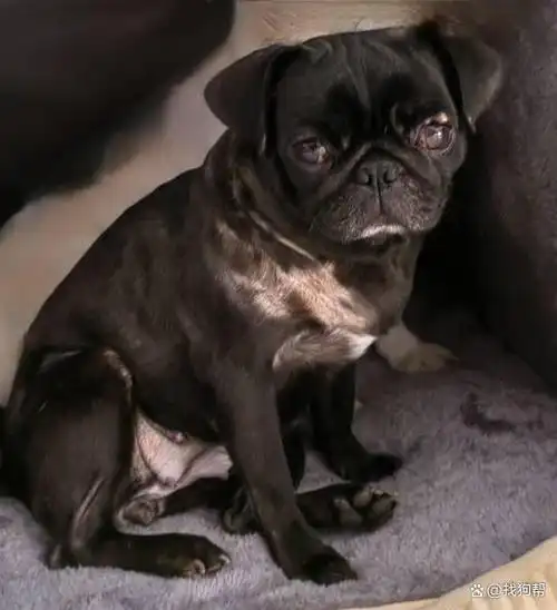 沈阳市铁西区500寻找巴哥犬