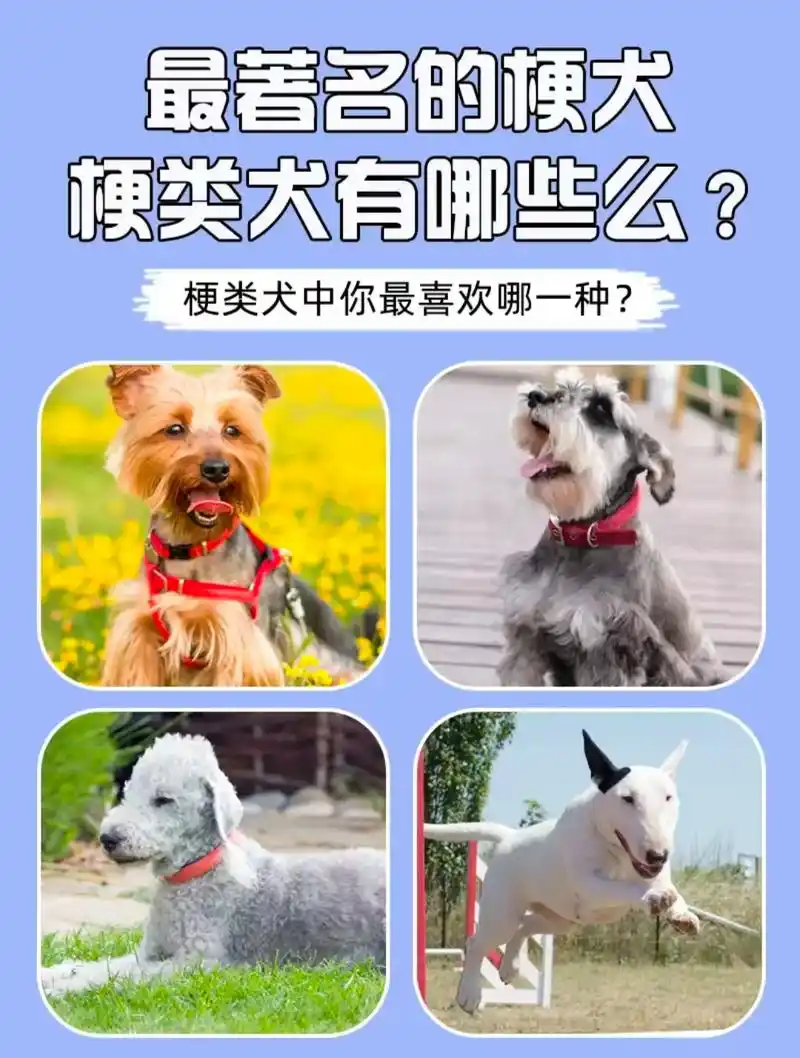 最著名的梗犬 梗类犬有哪些呢?#萌宠出道计划 #狗狗 #神奇 - 抖音