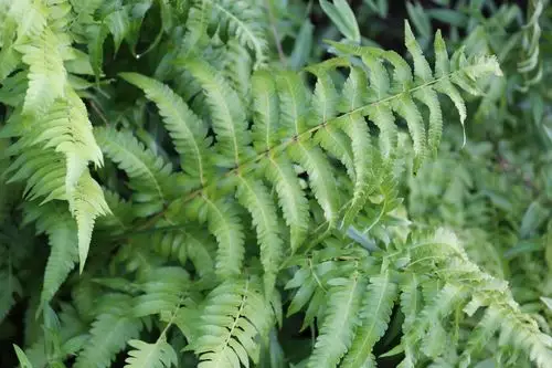 庆元植物1236-蹄盖蕨科-双盖蕨属-食用双盖蕨_手机搜狐网