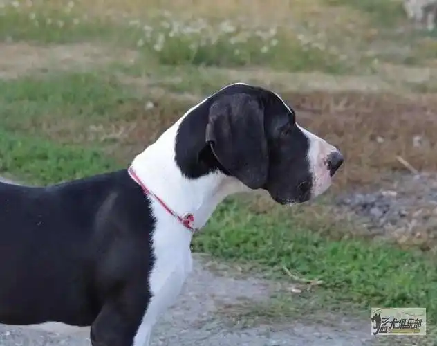 欧货!快5个月大的黑白花的大丹男孩最后一张父亲喜欢的喊我[ok]