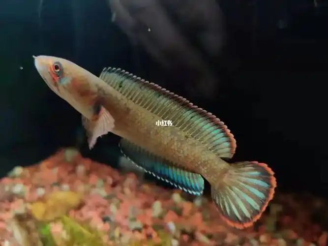 酒红雷龙免费抽奖不用花一分钱