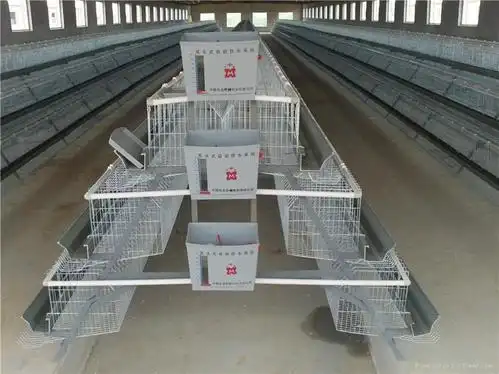 poultry layer chicken cage