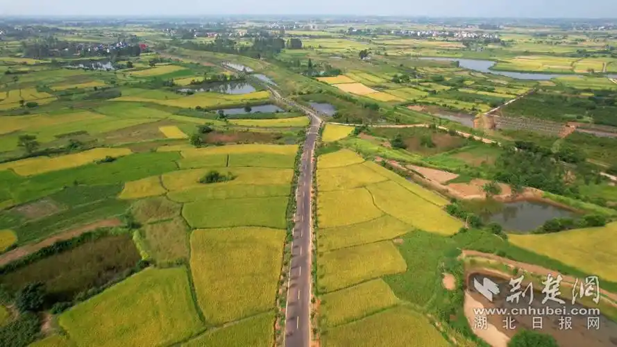 孝昌县44万亩优质稻喜获丰收-荆楚网-湖北日报网