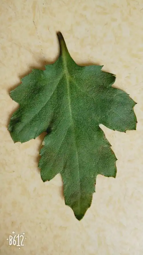 菊花,菊花几时开