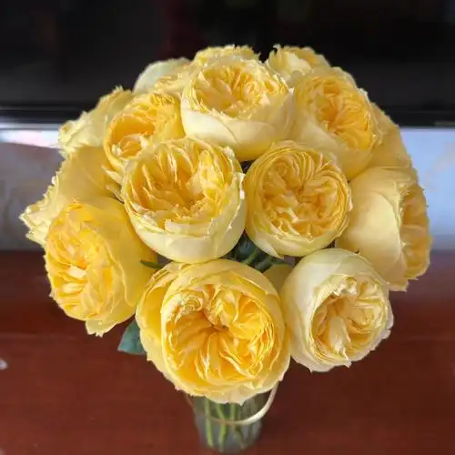 大包子玫瑰凯特琳娜