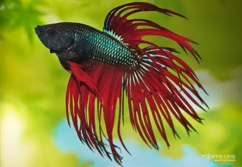 斗鱼怎么养 斗鱼的饲养方法及注意事项