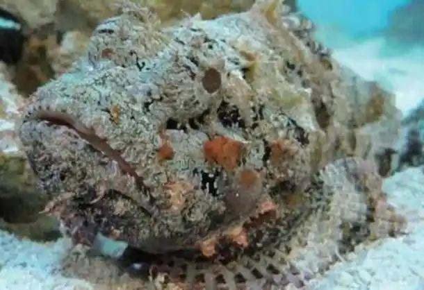 世界上最毒的鱼是什么鱼,玫瑰毒鲉(它的样子恶心至极)