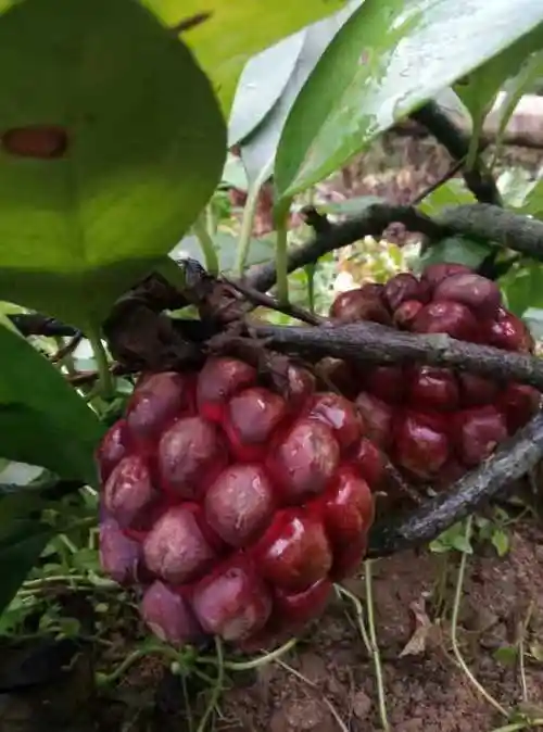 黑老虎布福娜果恶魔果实新鲜现摘2斤装25个尝鲜3斤