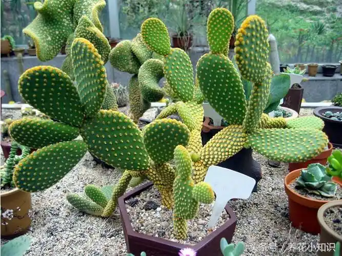 防辐射植物(防辐射盆栽十大排名)