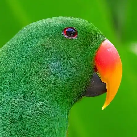 鳞胸短尾鹦鹉在其他绿鸟中格外醒目.