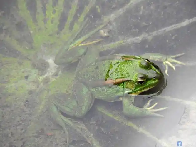 池塘里,荷叶上,趴着一只小青蛙
