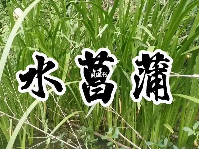 中草药水菖蒲