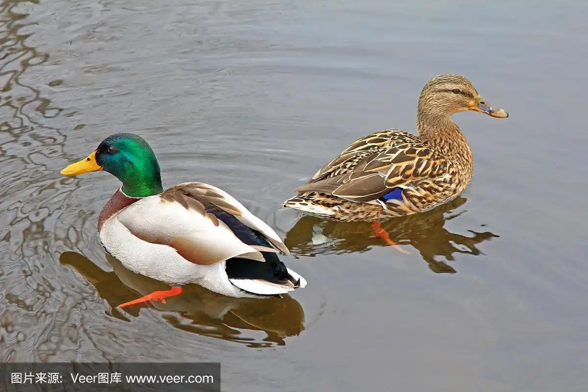 野生公鸭和母鸭