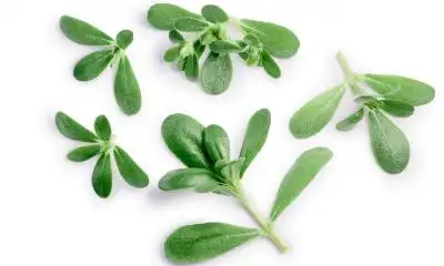 假马齿苋提取物的功效作用有哪些?- 食品加工包装在线