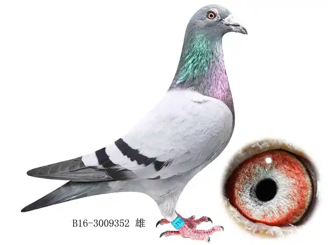 盖比鲁迪回归直子