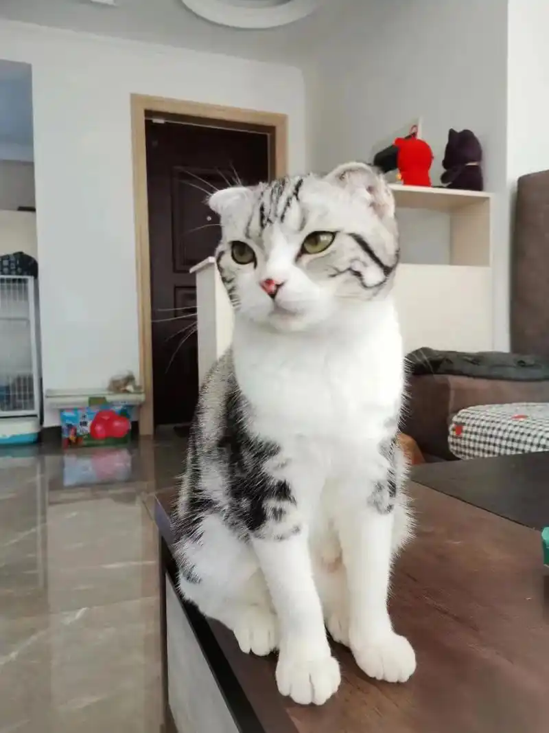 长春本地折耳美短加白无偿领养