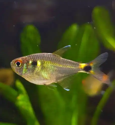 头尾灯 - 小型鱼类 - cta南美水族 - powered by discuz!