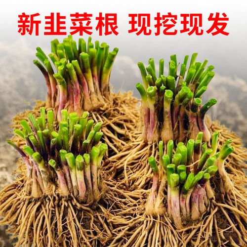 现挖红根韭菜根苗四季种子紫根种籽子阳台苗盆栽籽种小叶根春宽叶
