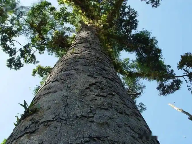 各种楠木树图片大全(各种楠木树叶图片大全)