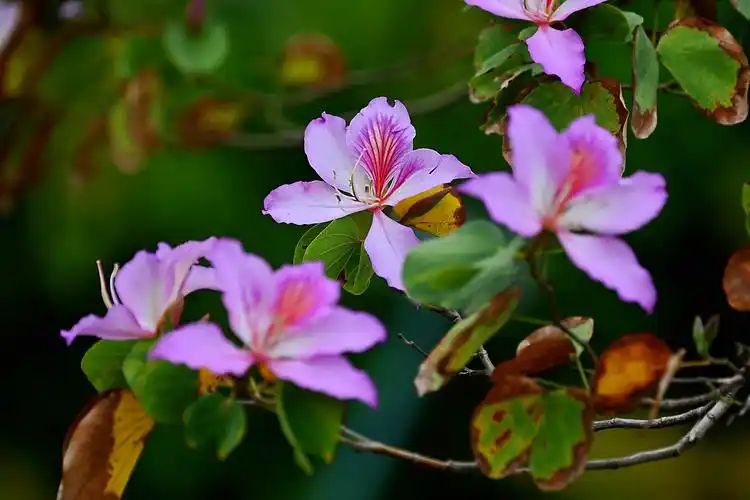 宫粉紫荆花开 - 美篇