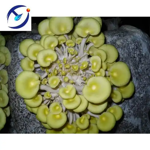 金菇产卵栽培 - buy golden mushroom spawn,golden mushroom spawn