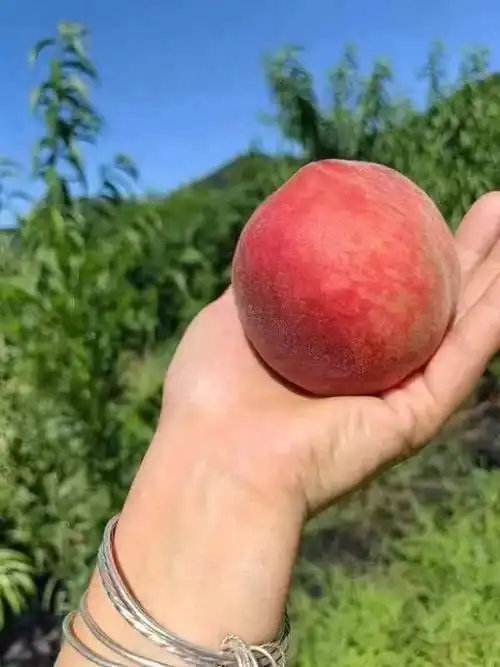 福安上白石桃子成熟"甜蜜"上市啦~走,采摘去!