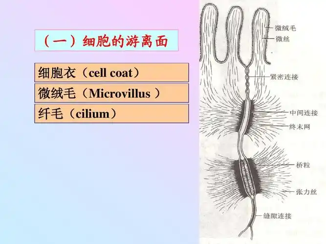 (一)细胞的游离面 细胞衣(cell coat) 微绒毛(microvillus   纤毛