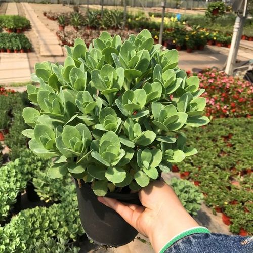八宝景天盆栽多肉 庭院阳台多年生肉类花卉 华丽景天花镜植物包邮
