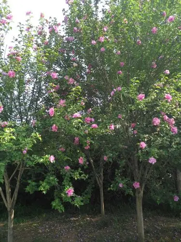 "朝开暮落"的木槿花