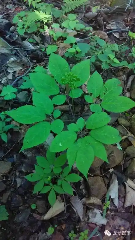 人参属五加科多年生草本宿根植物,掌状复叶轮生,一年生的人参只长出一