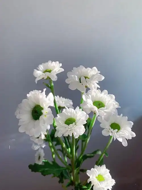 送给暗恋女生的花(送给暗恋女生的花语)