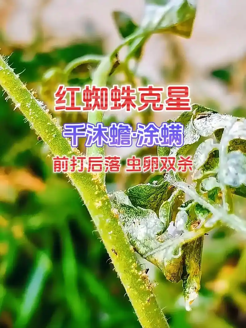 红蜘蛛克星千沐蟾涂螨前打后落虫卵双杀.