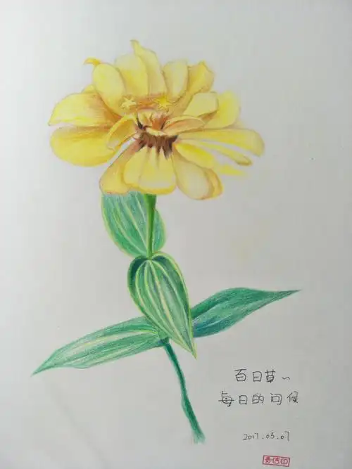 一花一世界之彩铅画百日草