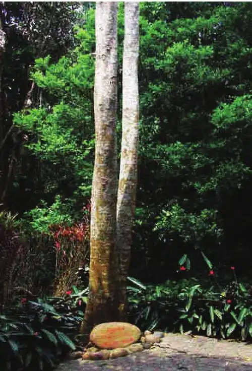 见血封喉的箭毒木