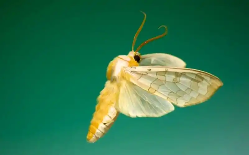 【动画规律】大扑棱蛾子挥动翅膀的瞬间