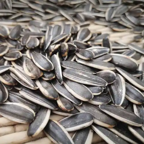 葵瓜子  内蒙古巴彦淖尔精选2023新货363葵花籽