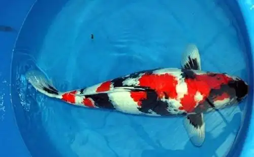 日本锦鲤:是一种名贵的大型观赏鱼,被誉为"活的艺术品"