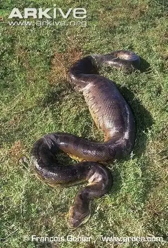 没想到纳吉尼不仅是个美人还是世界上最长长长长的一种蛇