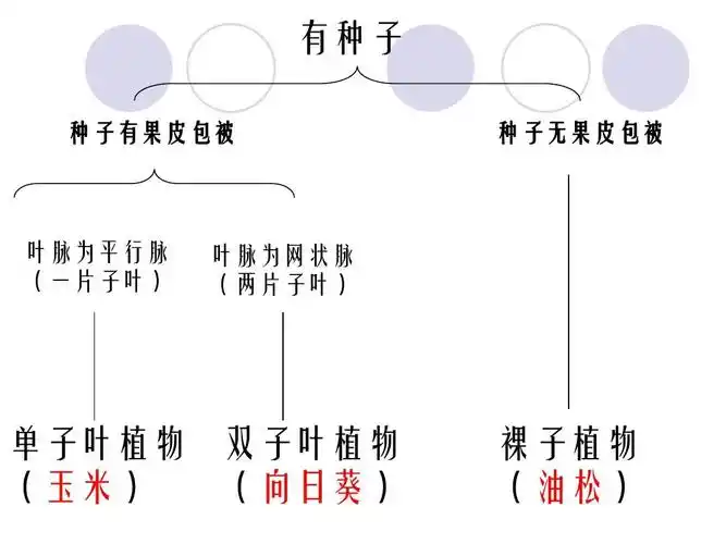 裸子植物 (油松)