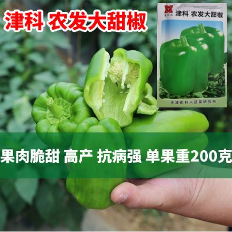 津科农发大甜椒种子特大甜椒种子高产青椒种籽灯笼椒柿子椒四季播