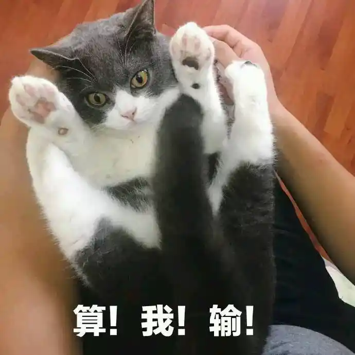 算我输!(猫咪投降)