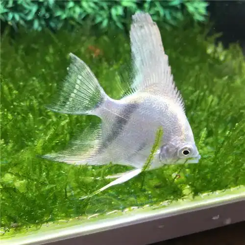 红头玻璃神仙燕鱼活体热带观赏草缸鱼黑白燕鸳鸯蓝魔鬼烟熏神仙鱼