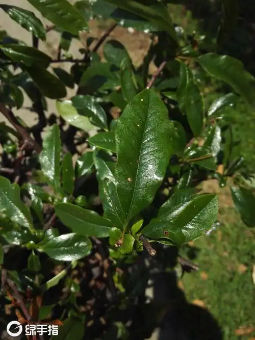 海棠叶子油光光的,要打什么农药