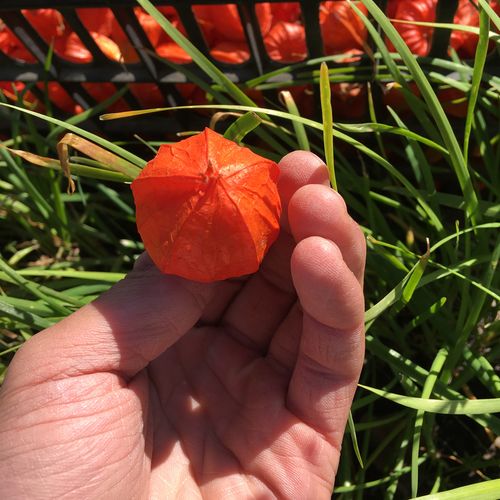 东北长白山野生红姑娘鲜果山姑娘灯笼果锦灯笼苦菇娘250克包邮