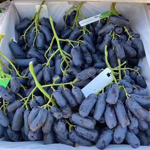 新鲜水果澳洲品种金手指黑提美人指无籽提子鲜果8斤装蓝宝石顺丰